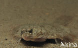 Plaice (Pleuronectes platessa)