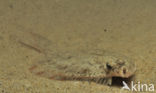 Plaice (Pleuronectes platessa)