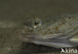 Plaice (Pleuronectes platessa)