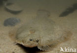Plaice (Pleuronectes platessa)