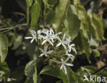 Senegal saba (Saba senegalensis)