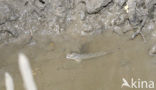 Mudskipper (Periophthalmus sp)