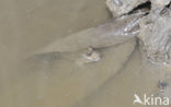 Mudskipper (Periophthalmus sp)