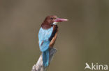 White-throated Kingfisher (Halcyon smyrnensis)