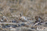 Snow Bunting (Plectrophenax nivalis)
