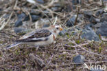 Snow Bunting (Plectrophenax nivalis)
