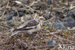 Snow Bunting (Plectrophenax nivalis)