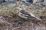 Snow Bunting (Plectrophenax nivalis)