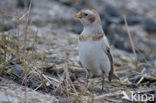 Snow Bunting (Plectrophenax nivalis)
