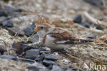 Snow Bunting (Plectrophenax nivalis)
