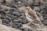 Snow Bunting (Plectrophenax nivalis)