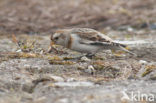 Snow Bunting (Plectrophenax nivalis)