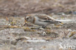 Sneeuwgors (Plectrophenax nivalis)