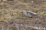 Snow Bunting (Plectrophenax nivalis)
