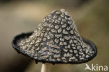 Pleated Inkcap (Coprinus picaceus)