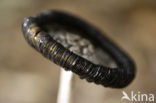 Pleated Inkcap (Coprinus picaceus)