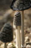 Pleated Inkcap (Coprinus picaceus)