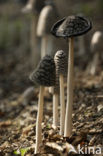 Pleated Inkcap (Coprinus picaceus)