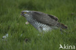 Sparrow Hawk (Accipiter nisus)