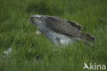 Sperwer (Accipiter nisus)