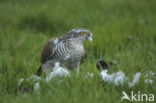 Sparrow Hawk (Accipiter nisus)