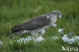 Sparrow Hawk (Accipiter nisus)