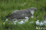 Sparrow Hawk (Accipiter nisus)