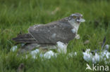 Sparrow Hawk (Accipiter nisus)