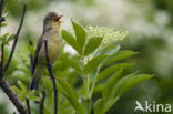 Spotvogel (Hippolais icterina) 