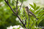 Icterine Warbler (Hippolais icterina)