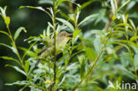 Icterine Warbler (Hippolais icterina)