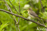 Icterine Warbler (Hippolais icterina)