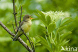 Icterine Warbler (Hippolais icterina)