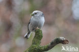 Long-tailed Tit (Aegithalos caudatus)