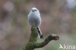 Long-tailed Tit (Aegithalos caudatus)