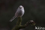 Long-tailed Tit (Aegithalos caudatus)