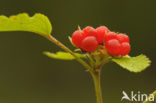 Stone Bramble (Rubus saxatilis)