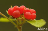 Stone Bramble (Rubus saxatilis)