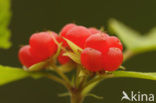Steenbraam (Rubus saxatilis) 