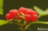 Stone Bramble (Rubus saxatilis)