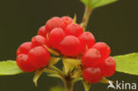 Stone Bramble (Rubus saxatilis)