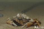 Shore crab (Carcinus maenas)