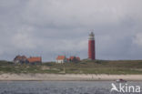 Texel