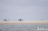 Texel