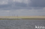 Texel