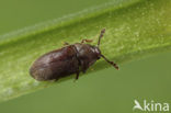 Trixagus dermestoides