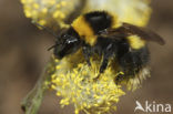 Small garden bumblebee (Bombus hortorum)
