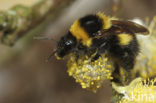 Small garden bumblebee (Bombus hortorum)