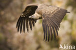 Eurasian Griffon (Gyps fulvus)