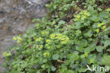 Alternate-leaved Golden Saxifrage (Chrysosplenium alternifolium)